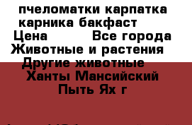 пчеломатки карпатка карника бакфаст F-1 › Цена ­ 800 - Все города Животные и растения » Другие животные   . Ханты-Мансийский,Пыть-Ях г.